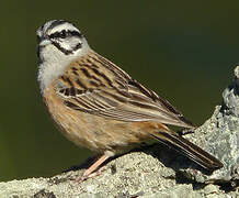 Rock Bunting