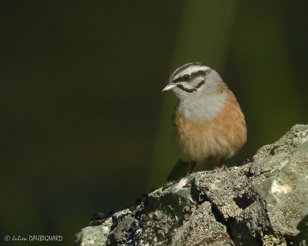 Bruant fouadulte, identification