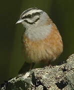 Rock Bunting