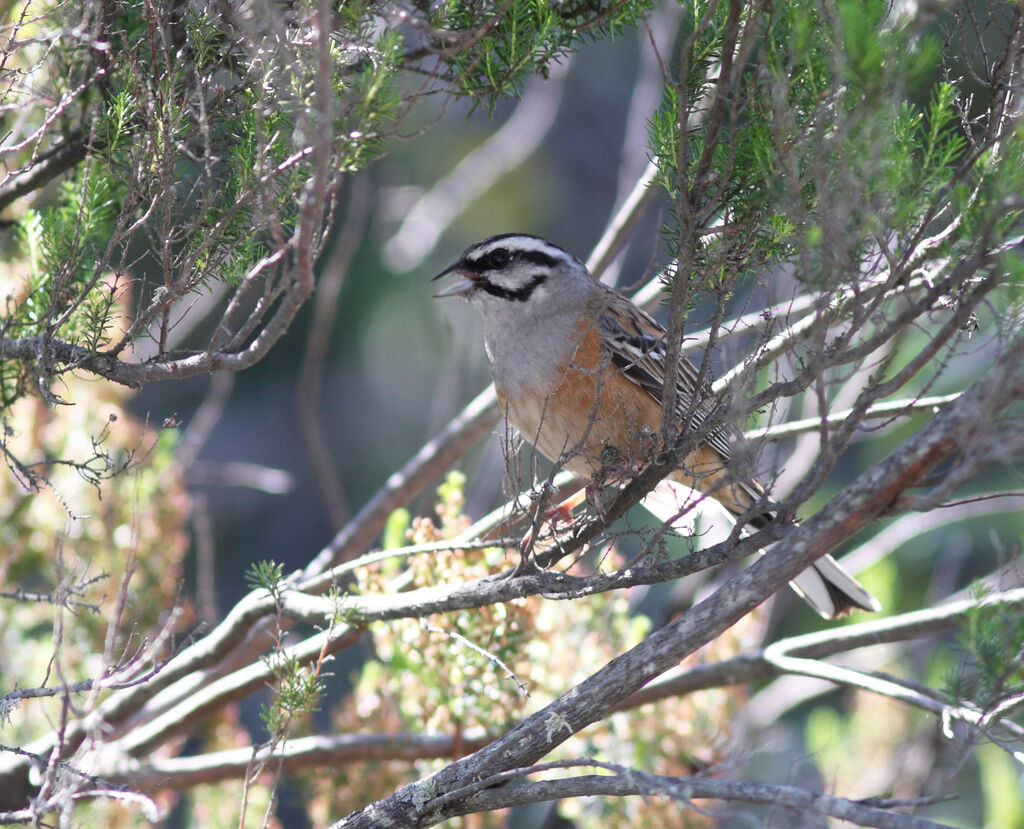 Bruant fouadulte, identification