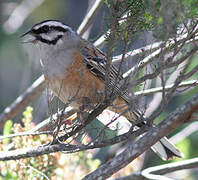 Rock Bunting