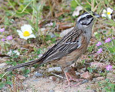 Rock Bunting