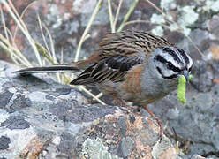 Rock Bunting