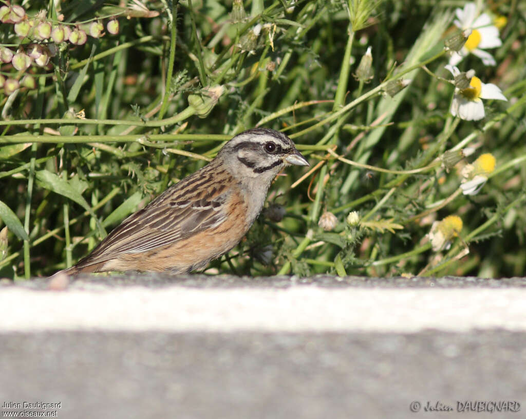 Rock Bunting female adult