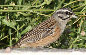 Rock Bunting