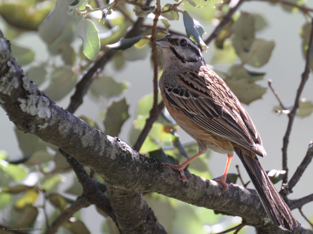 Rock Bunting, identification