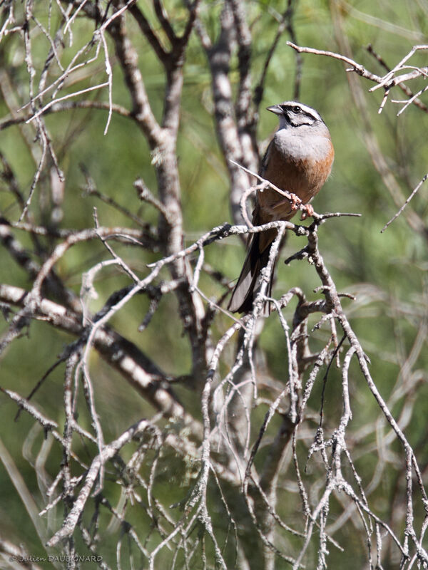 Rock Bunting, identification