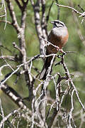 Rock Bunting