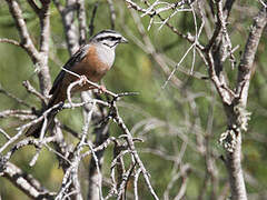 Rock Bunting