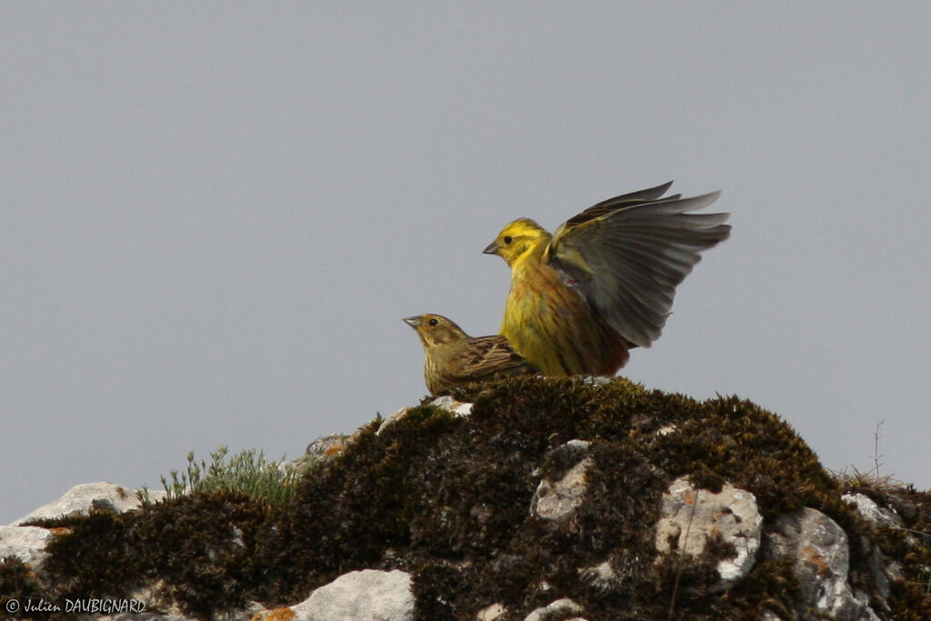 Bruant jaune, Comportement