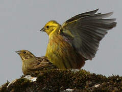 Bruant jaune