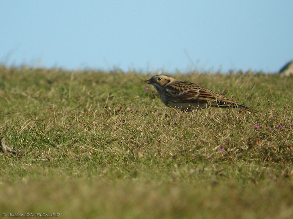 Bruant lapon, identification