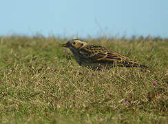 Lapland Longspur