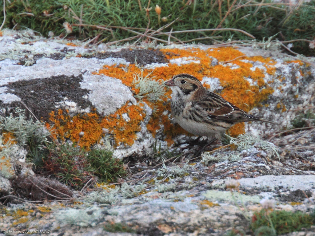 Lapland Longspur male adult post breeding, identification, camouflage, pigmentation