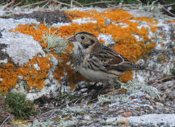 Lapland Longspur