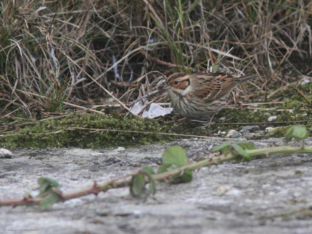 Little Bunting, identification