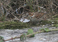 Little Bunting