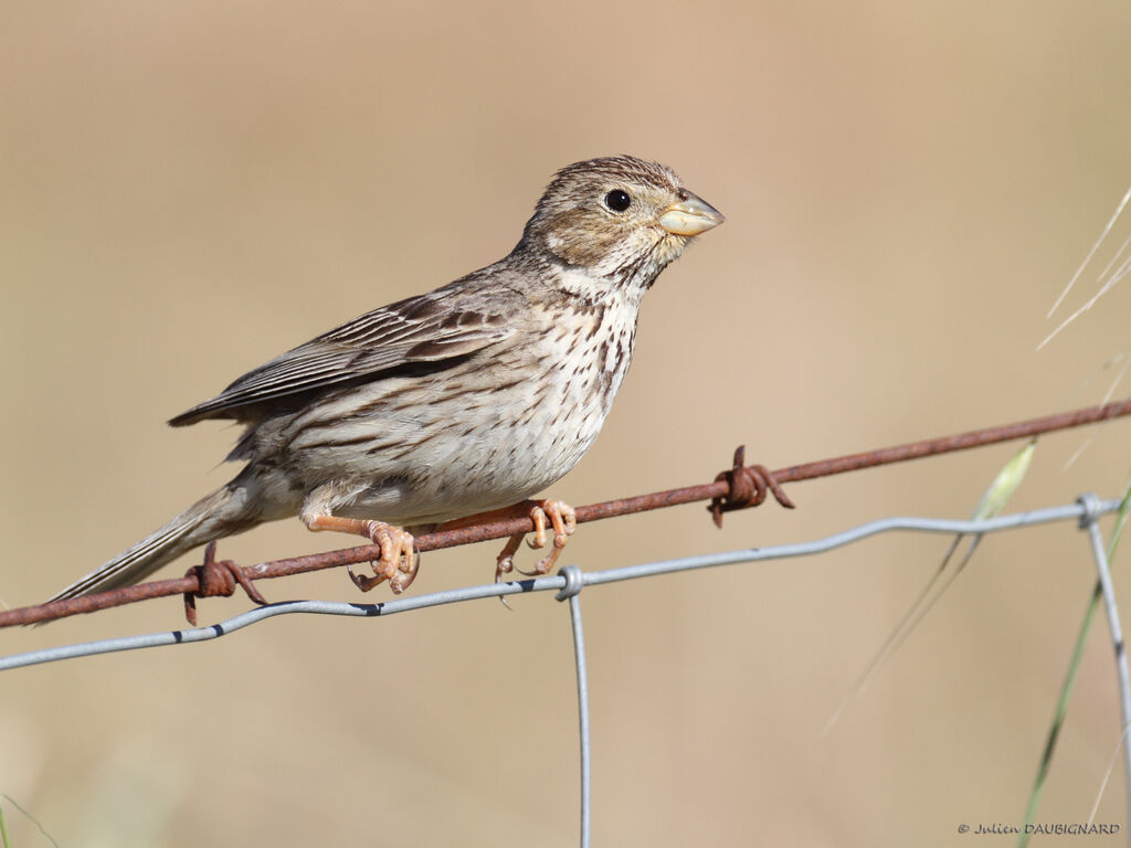 Bruant proyer, identification