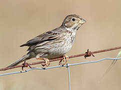 Corn Bunting