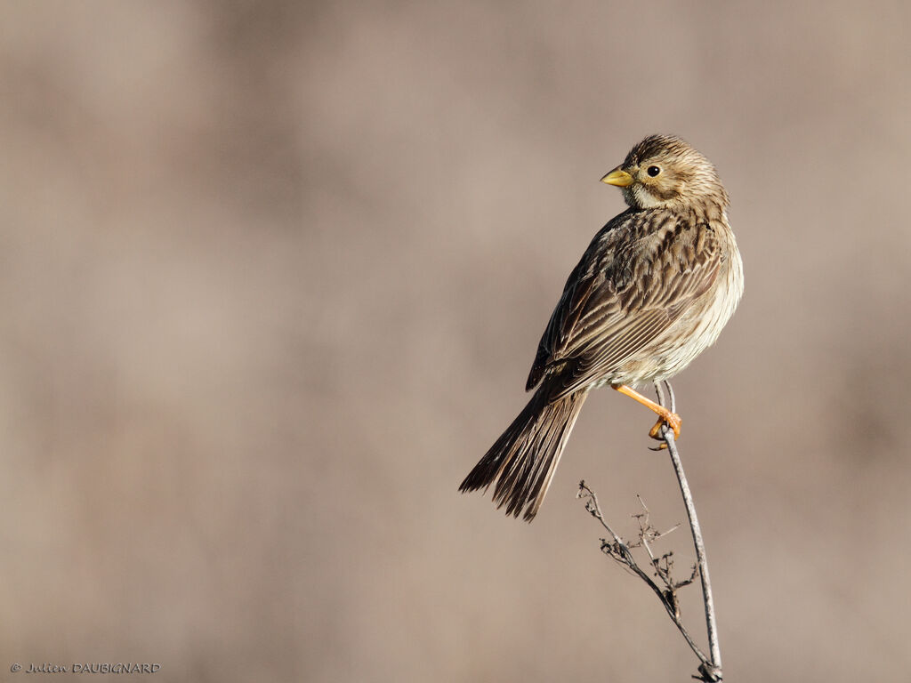 Corn Bunting, identification