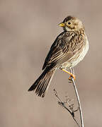 Corn Bunting