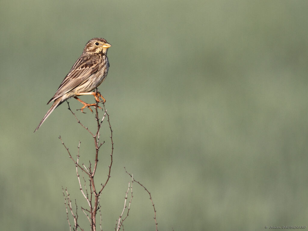 Bruant proyer, identification