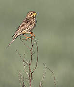 Corn Bunting