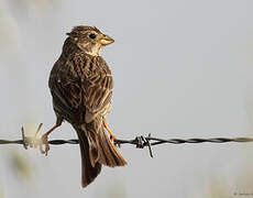 Corn Bunting