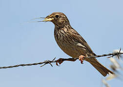 Corn Bunting