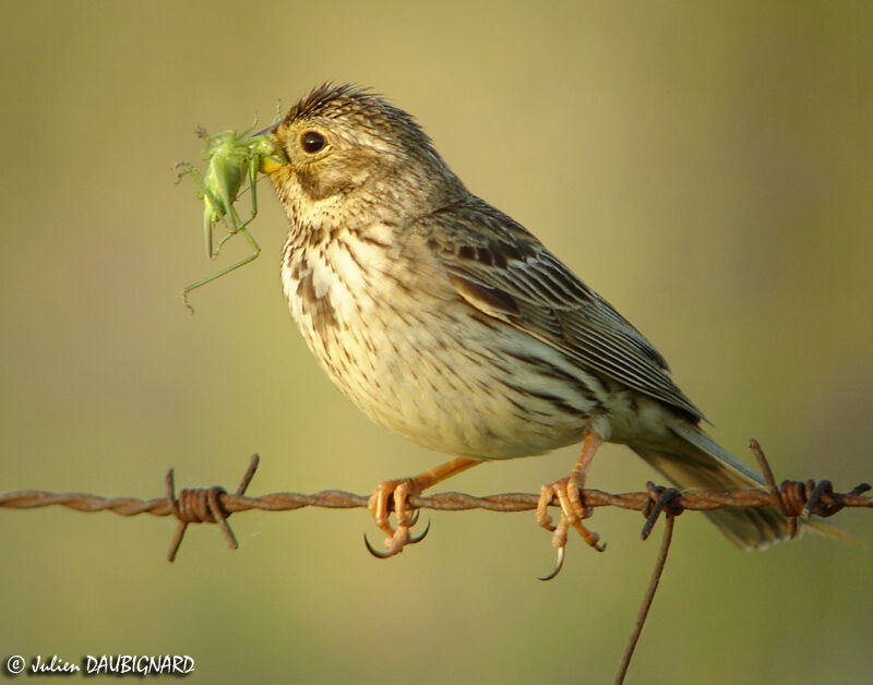 Corn Bunting