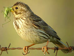 Corn Bunting