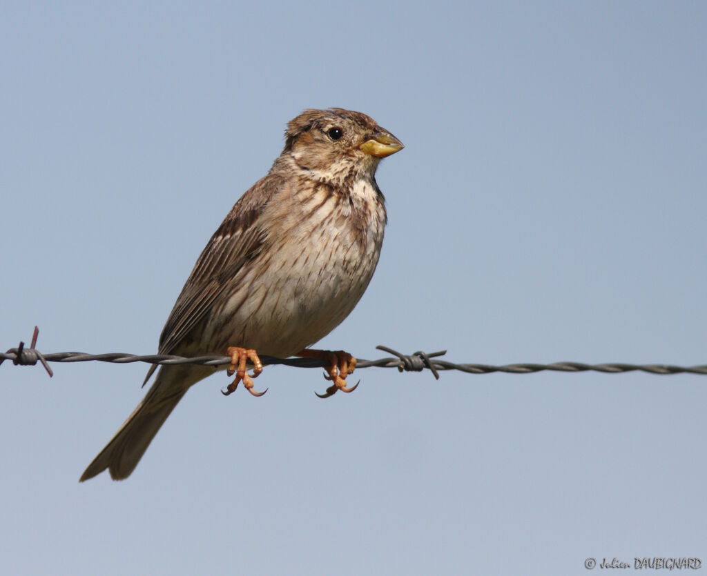 Bruant proyer, identification