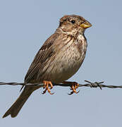 Corn Bunting