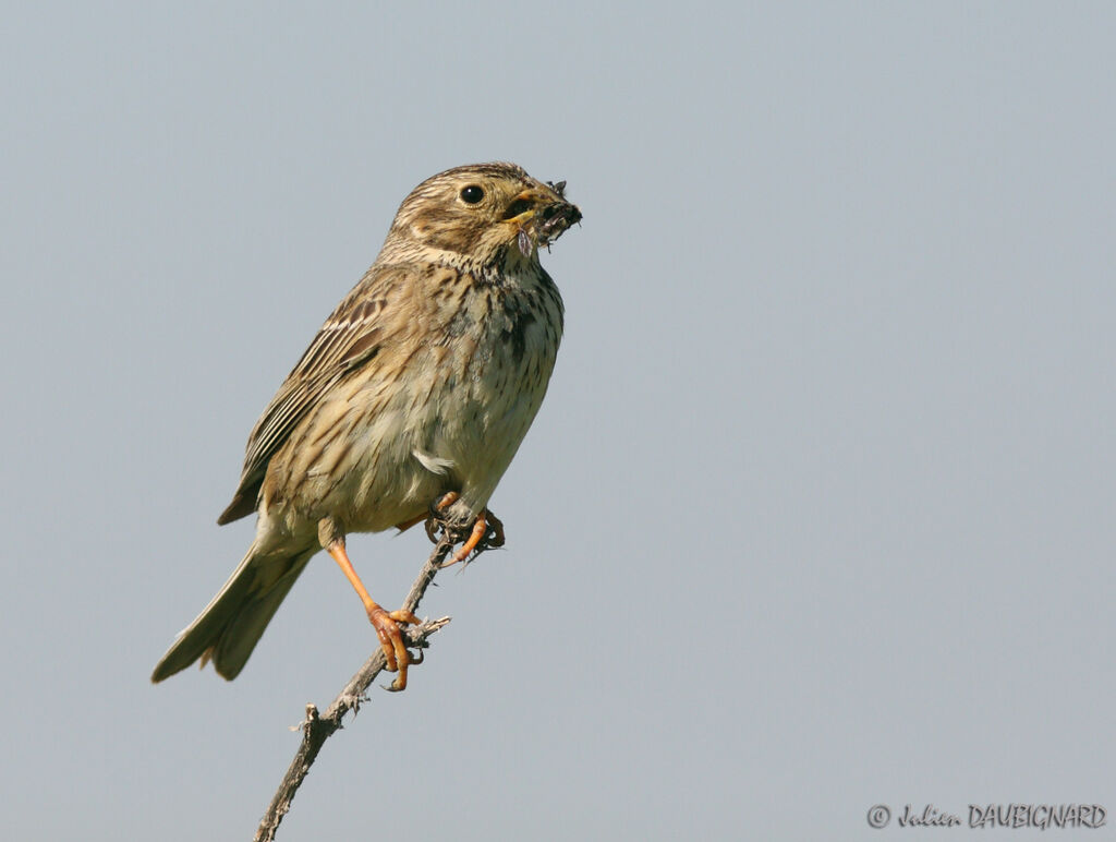 Corn Bunting, identification