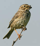 Corn Bunting