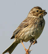 Corn Bunting