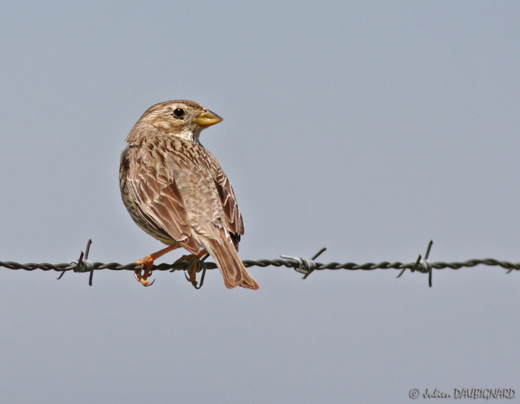 Corn Bunting