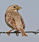 Corn Bunting