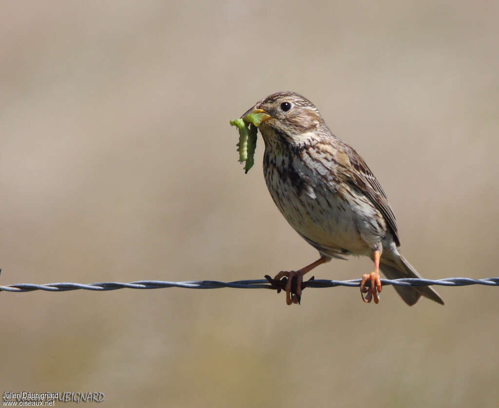 Corn Buntingadult, feeding habits