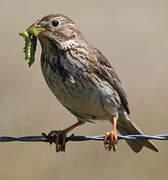 Corn Bunting