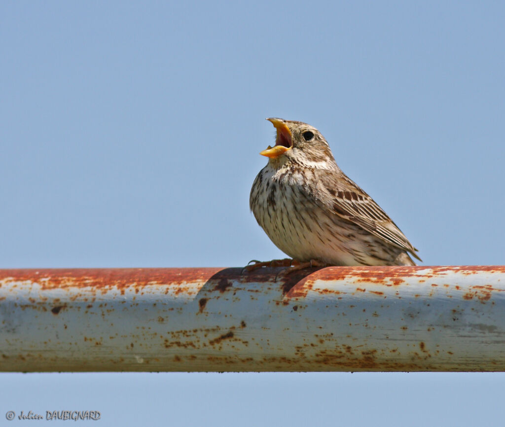 Corn Bunting, Flight