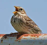 Corn Bunting