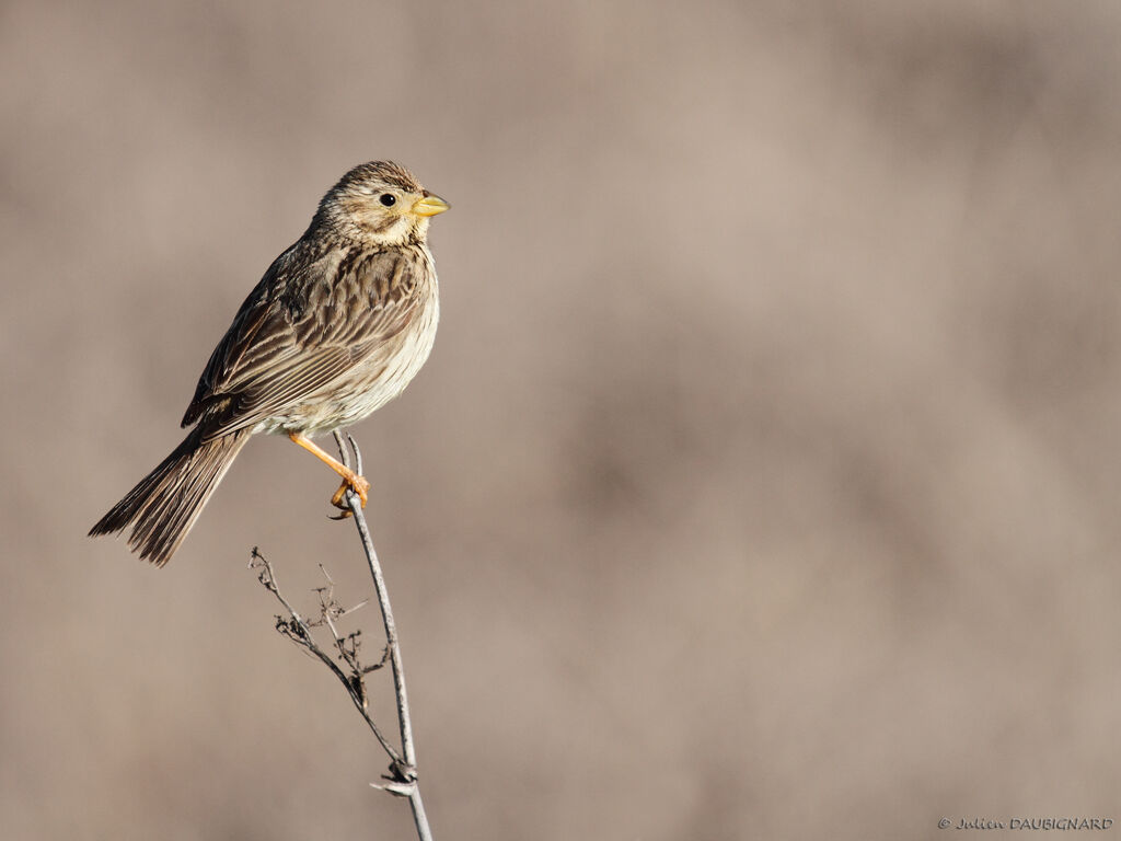 Corn Bunting, identification