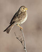 Corn Bunting