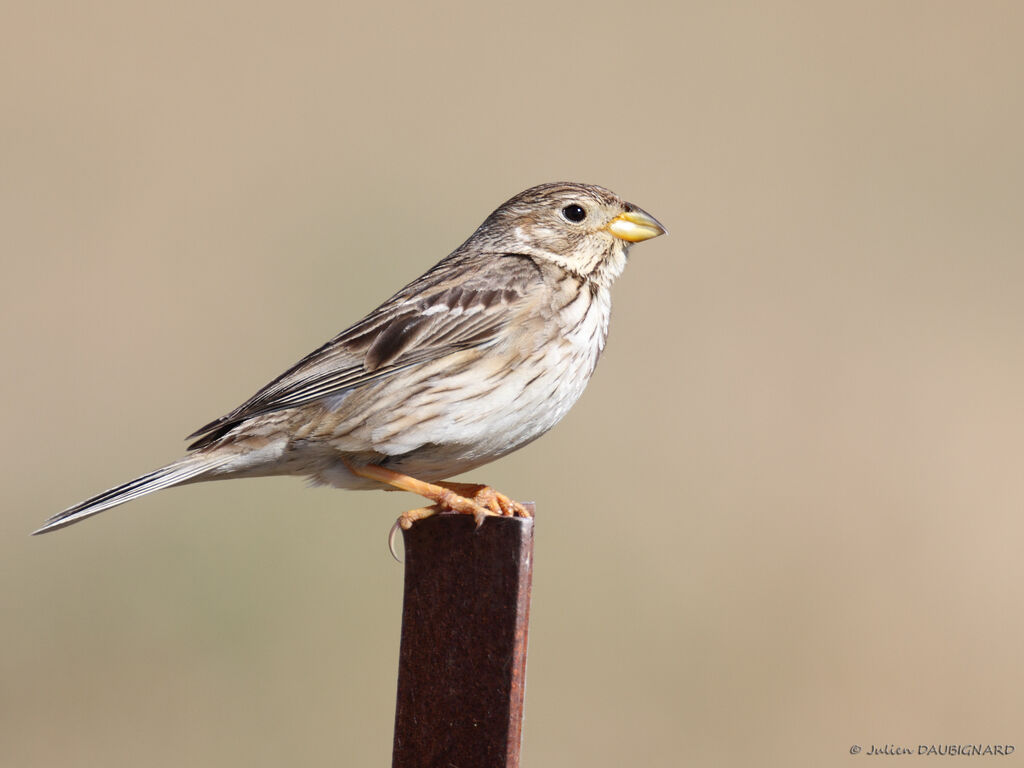 Corn Bunting, identification