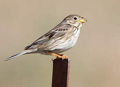 Corn Bunting