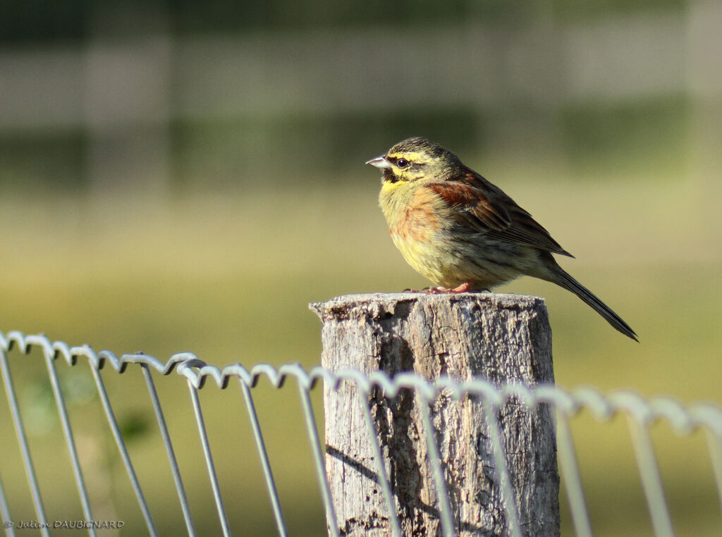 Bruant zizi mâle, identification