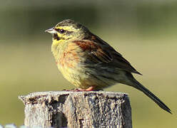 Cirl Bunting