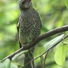 Bulbul à oreillons bruns