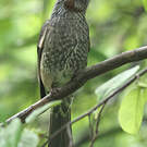 Bulbul à oreillons bruns